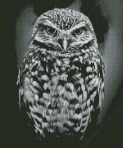 Owl Black And White Diamond Painting