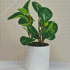 Peperomia Plant Diamond Painting