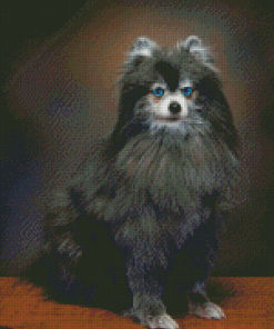 Pomeranian Grey Dog Diamond Painting