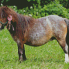 shetland pony Diamond By Numbers