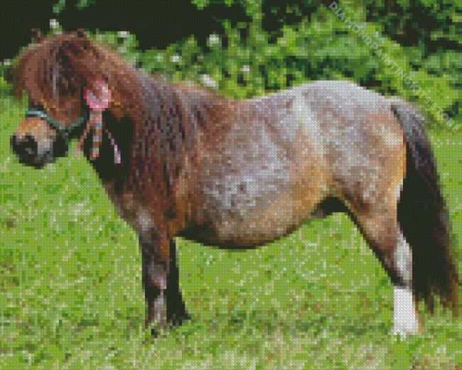 shetland pony Diamond By Numbers