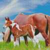 mare and foal in pasture Diamond By Numbers