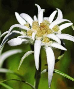Edelweiss flower Diamond With Numbers