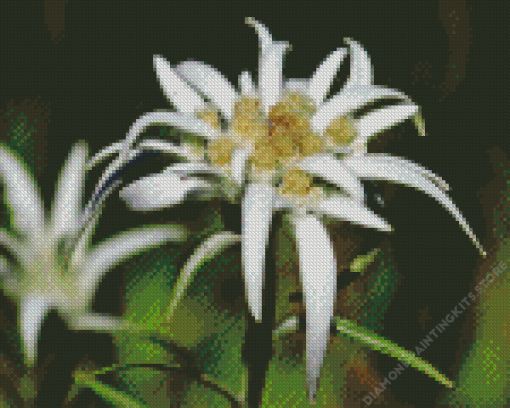 Edelweiss flower Diamond With Numbers