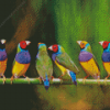 Gouldian Finch Diamond By Numbers