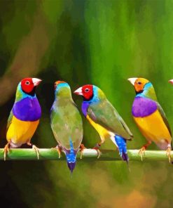 Gouldian Finch Diamond By Numbers