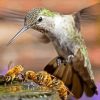 bee and humming bird Diamond By Numbers