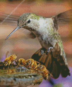 bee and humming bird Diamond By Numbers