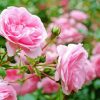 pink roses in garden Diamond Dotz