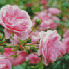 pink roses in garden Diamond Dotz