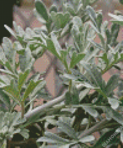 Artemisia 5D Diamond Painting
