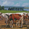 Ayrshire cows Diamond Paintings