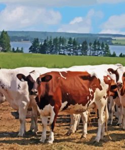 Ayrshire cows Diamond Paintings
