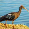 Black ibis bird Diamond Dotz