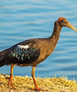 Black ibis bird Diamond Dotz