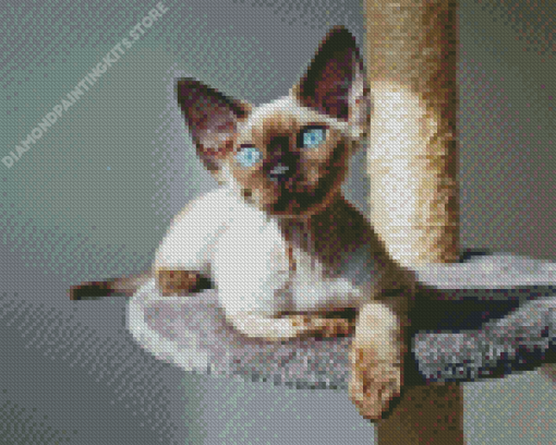 Blue Eyes Devon rex Diamond Paintings