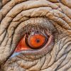 Elephant Eye 5D Diamond Painting