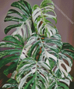 Green And White Leaves Diamond Paintings