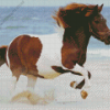 Shetland Pony in Sea 5D Diamond Painting