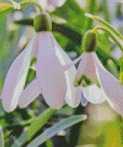 Snowdrops Flower 5D Diamond Painting