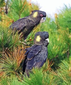 Yellow Tailed Black Cockatoo 5D Diamond Painting