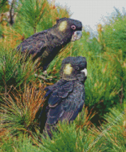 Yellow Tailed Black Cockatoo 5D Diamond Painting