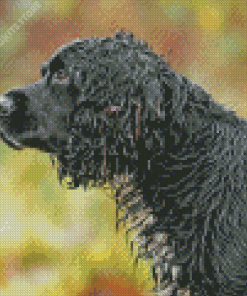 black english spaniel dog Diamond Paintings