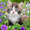 Cute Kitten in Garden 5D Diamond Painting