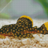 pleco fish Diamond Paintings