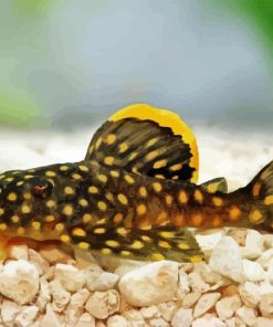 pleco fish Diamond Paintings