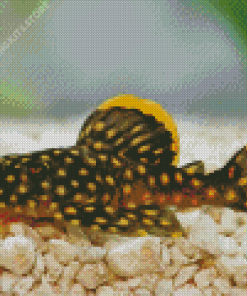 pleco fish Diamond Paintings