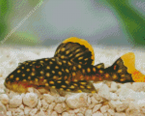 pleco fish Diamond Paintings