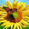sunflower butterfly Diamond Paintings