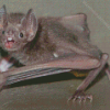 vampire bat Diamond Paintings