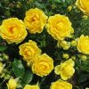 Yellow Austrian Briar Rose 5D Diamond Painting