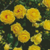 Yellow Austrian Briar Rose 5D Diamond Painting