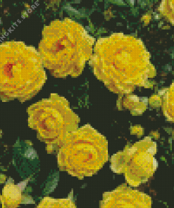 Yellow Austrian Briar Rose 5D Diamond Painting