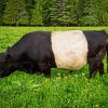 Belted Galloway 5D Diamond Painting