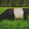 Belted Galloway 5D Diamond Painting