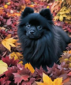 Black Pomeranian in Autumn 5D Diamond Painting