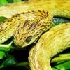 Bush Viper 5D Diamond Painting