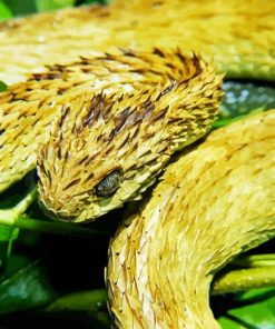 Bush Viper 5D Diamond Painting