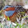 Chinese Bamboo Partridge 5D Diamond Painting