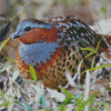 Chinese Bamboo Partridge 5D Diamond Painting