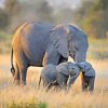 Elephant and Baby 5D Diamond Painting