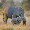 Elephant and Baby 5D Diamond Painting