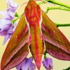 Elephant Hawk Moth 5D Diamond Painting