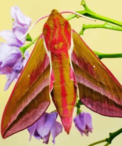 Elephant Hawk Moth 5D Diamond Painting