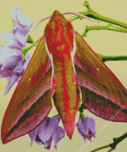 Elephant Hawk Moth 5D Diamond Painting