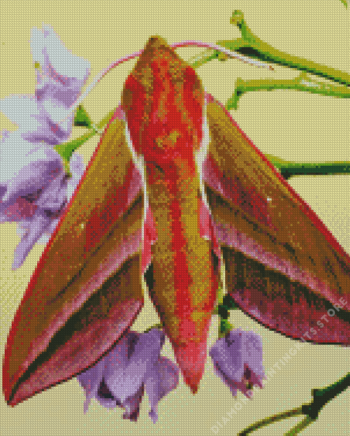 Elephant Hawk Moth 5D Diamond Painting